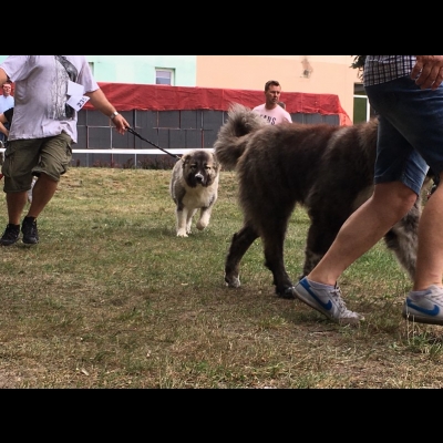 NDS KALISZ'18 - BAGIRA